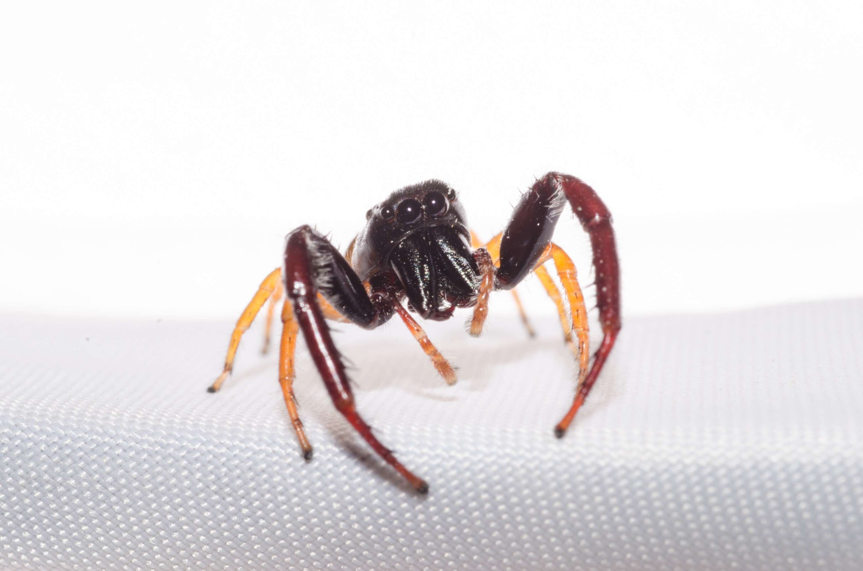 DSC_0684 – Crispin, Trite planiceps, insect, jumping, new, nz, spider, zealand, JAN17